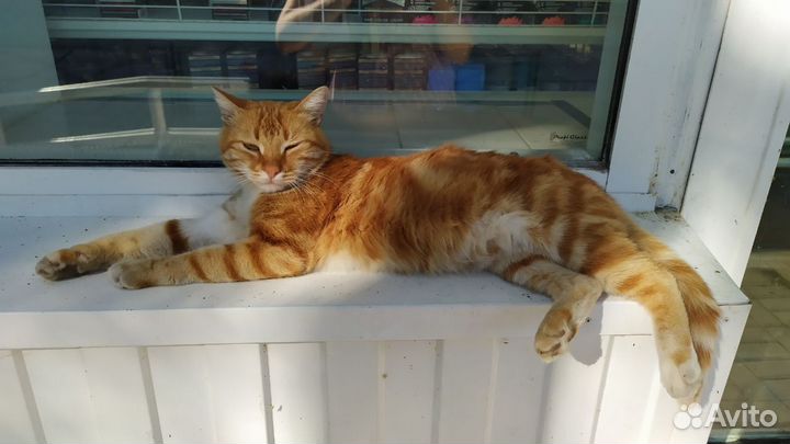 Ярко-рыжий кот