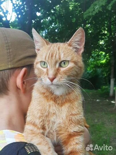 Солнечная кошка ищет дом