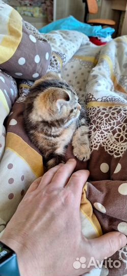 Котёнок (девочка)шотландская вислоухая