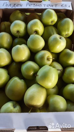 Яблоки Оптом