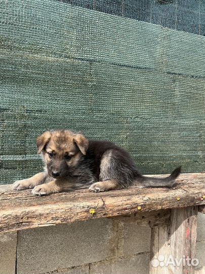 Щенки немецкой овчарки