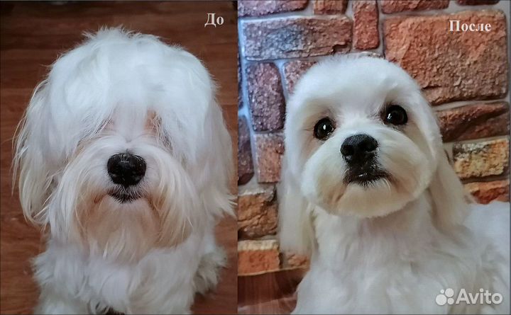 Стрижка собак