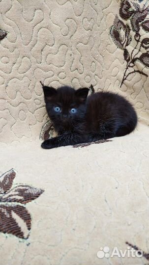 Отдам котят