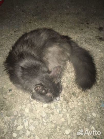 Котенок в добрые руки