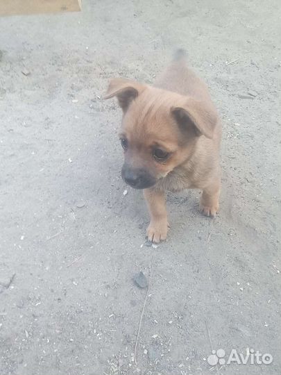 Собака мини той-терьер