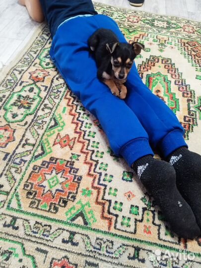 Той-терьер щенки