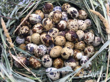 Перепелиные яйца и мясо