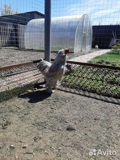 Петух брама изабела