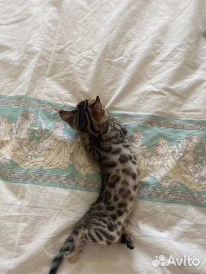 Бенгальский котенок