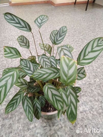 Ктенанта Оппенгейма