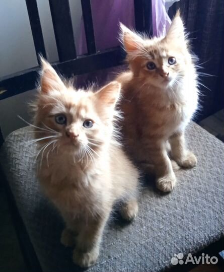 Два котенка. Мальчики. Папа мейн кун