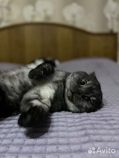 Вязка, вислоухий шотландский кот