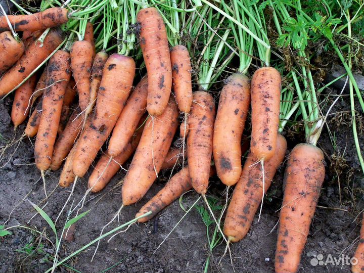 Морковь свежий