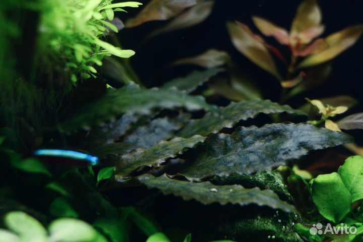 Аквариумные растения