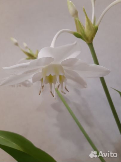 Эухарис амазонская лилия