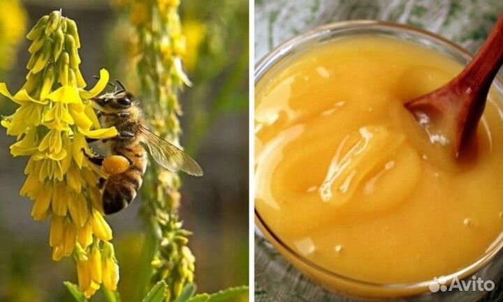 Мед цветочно-липовый, донниковый, соты в рамке
