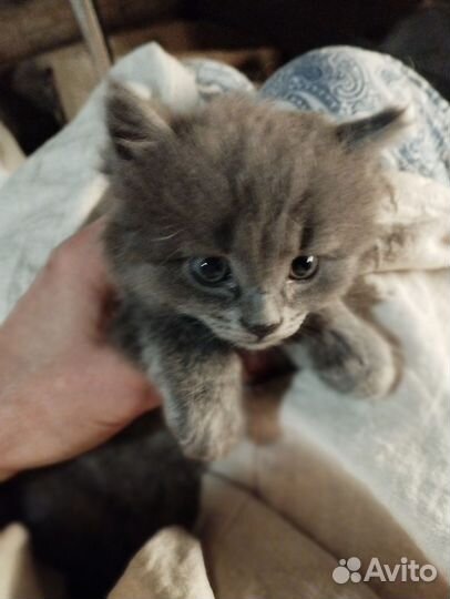 Котик безоплатно