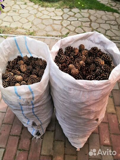 Шишки сосновые
