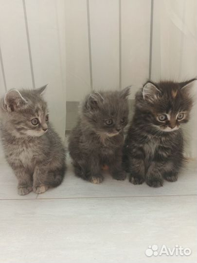 Котята девочки в добрые руки