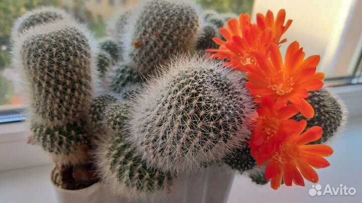 Кактусы разных видов, молочай эуфорбия, суккулент