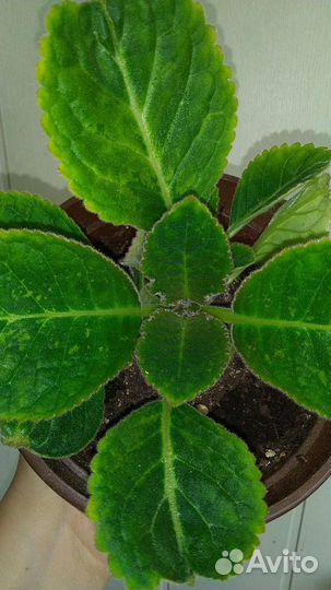 Глоксиния махровая