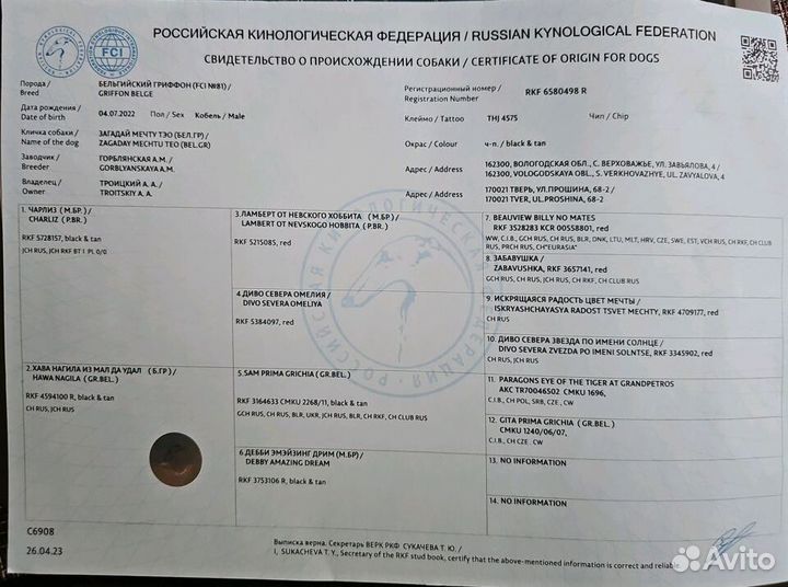 Бельгийский гриффон вязка