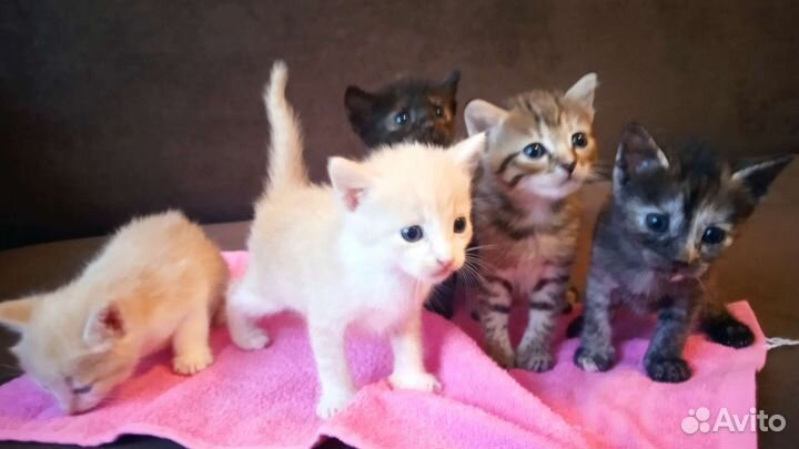 Помогите съехать от мамы