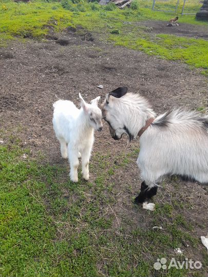 Козел на племя