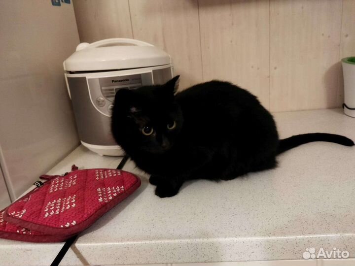 Кошка/кот/котенок Дуся