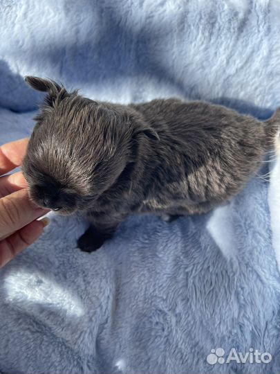 Чихуахуа девочка голубая д/ш