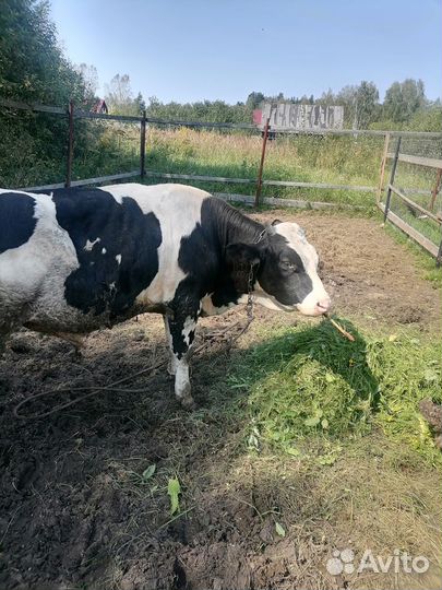 Продам быка