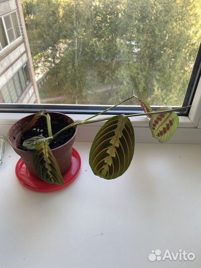 Маранта триколор