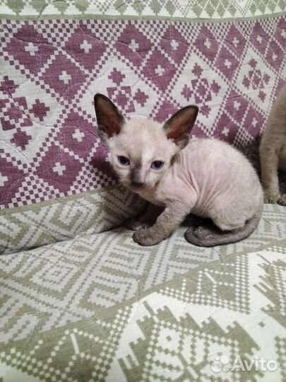 Котята сфинкс