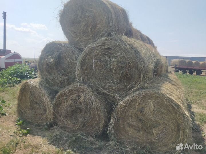 Продам сено в рулонах