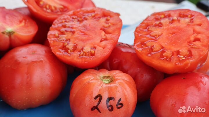 Рассада коллекционных томатов