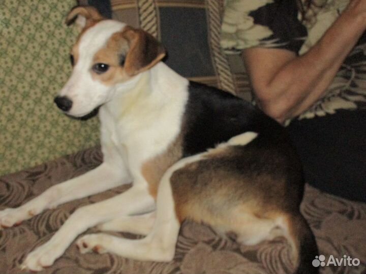 Щенок.Девочка в частный дом