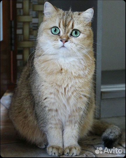 Золотая шиншилла