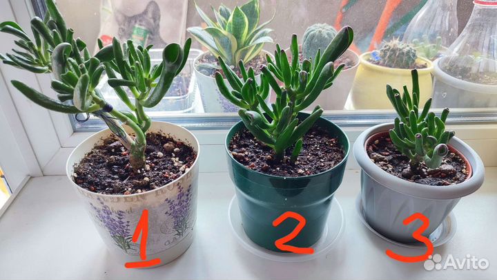 Крассула Овата Хобит