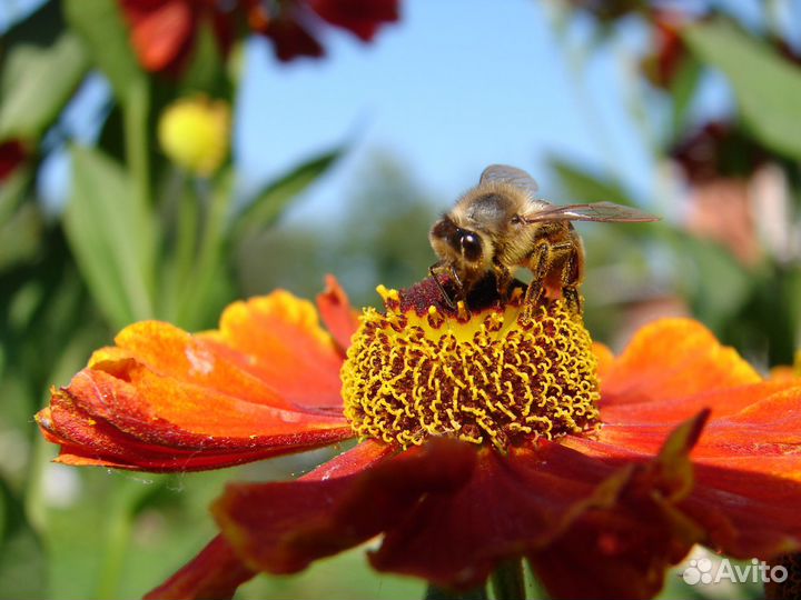 Пчёлы рои пчелопакеты развитые семьи с ульями