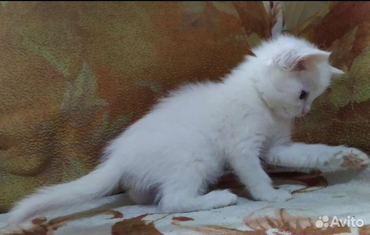 Британские котятки