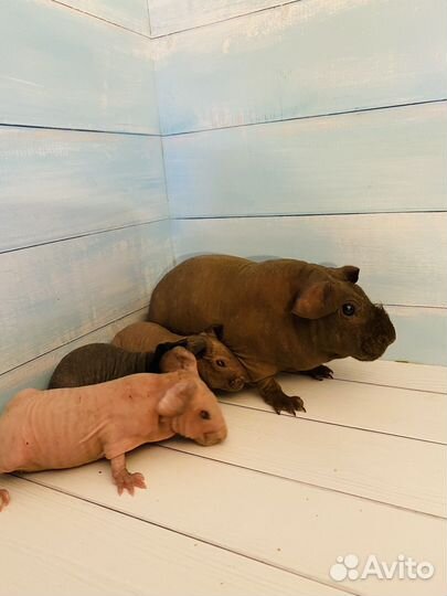 Морские свинки скинни мальчики