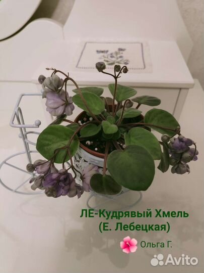 Фиалки трейлеры(детки, стартёры, пасынки, черенки)