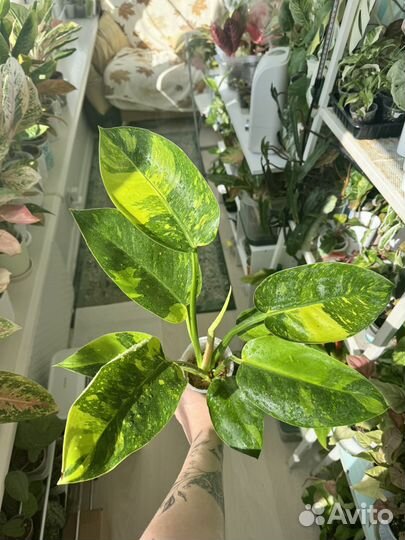 Филодендрон Конго Грин марбл