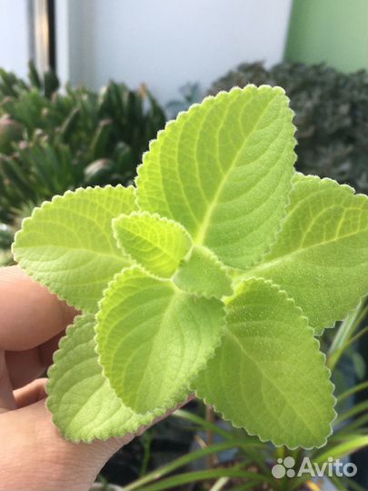 Плектрантус (Plectranthus) или Шпороцветник