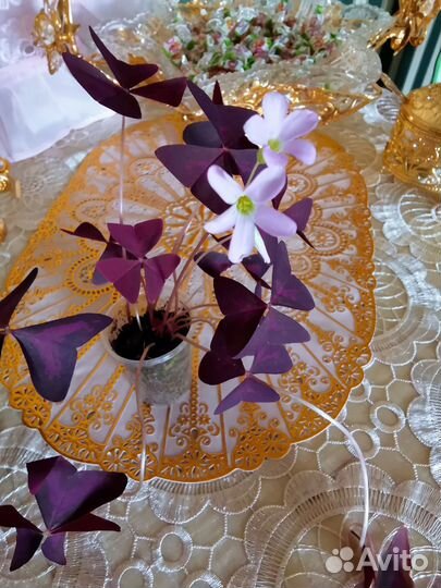 Кислица (Оксалис)