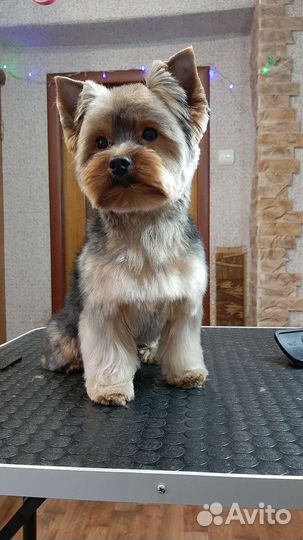 Стрижка собак и кошек