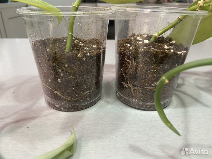 Сциндапсус пиктус треби (экзотика)