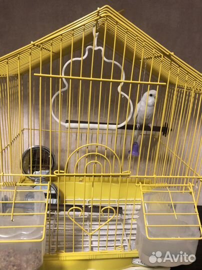 Волнистый попугай с клеткой