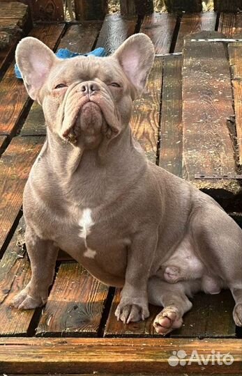 Французский бульдог