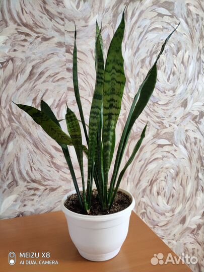 Сансевиерия